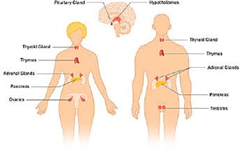 Human Endocrine System